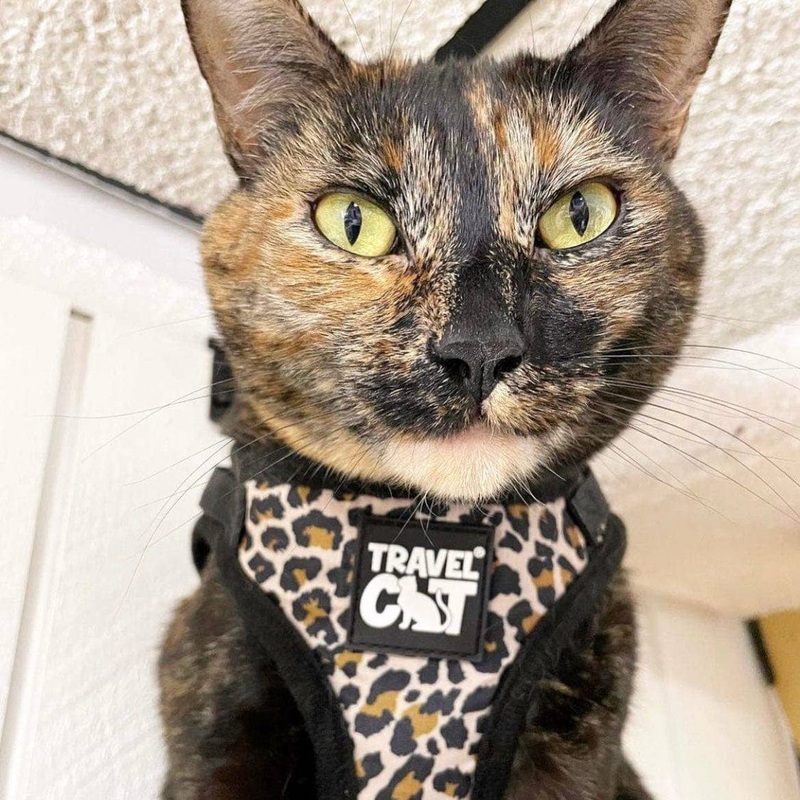 “The Cheeky Cheetah” Cat Harness & Leash Set