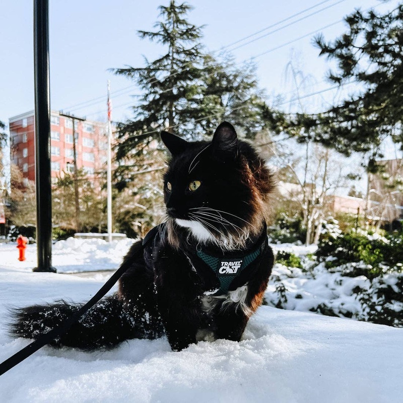 “The Emerald Explorer” Green Cat Harness & Leash Set