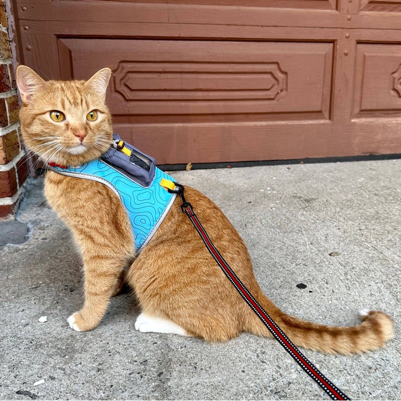 “The Pathfinder” Cat Harness, Leash, & Tractive GPS Device Bundle