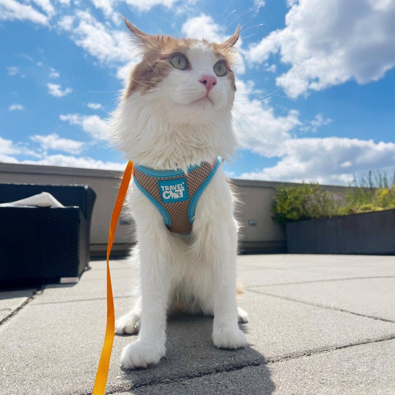 “The Pawpsicle” Limited Edition Cat Harness & Leash Set