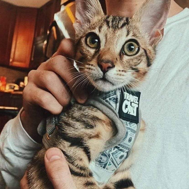 “Cash Cat” Limited Edition Harness & Leash Set
