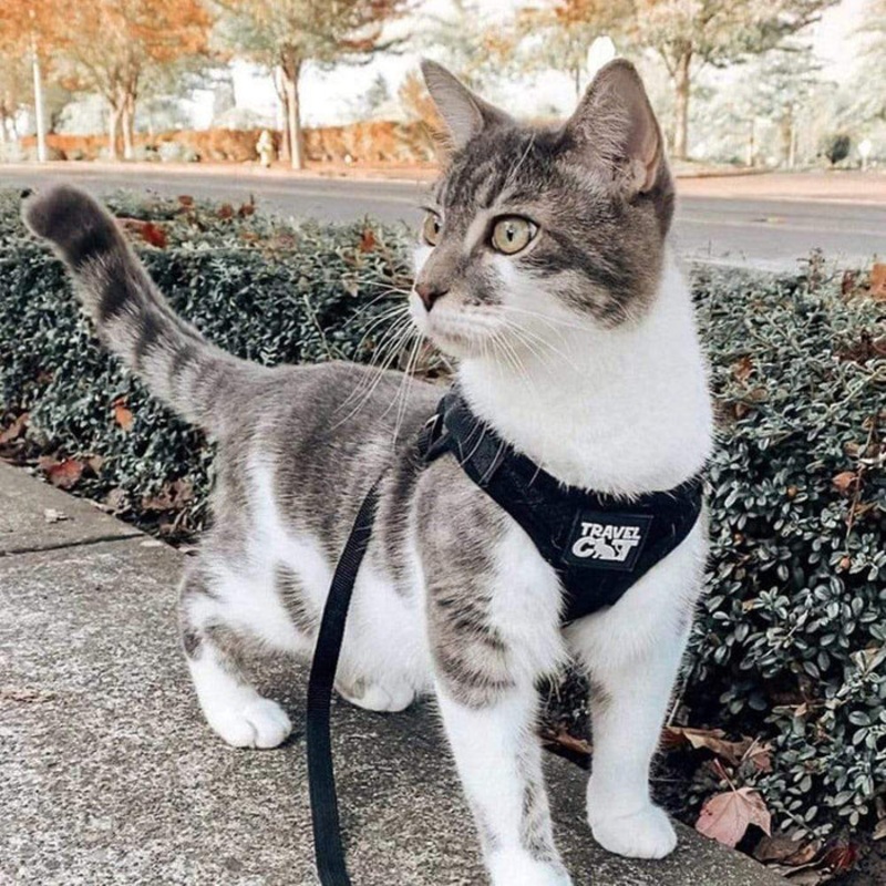 “The True Adventurer” Cat Harness and Leash Set